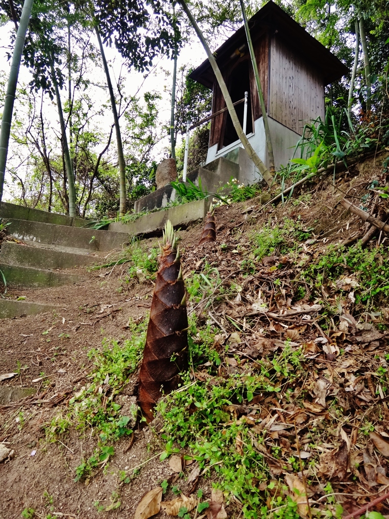 第六百七十五作　　「石に腰かけ　御堂の竹の子」　愛媛県怱那　