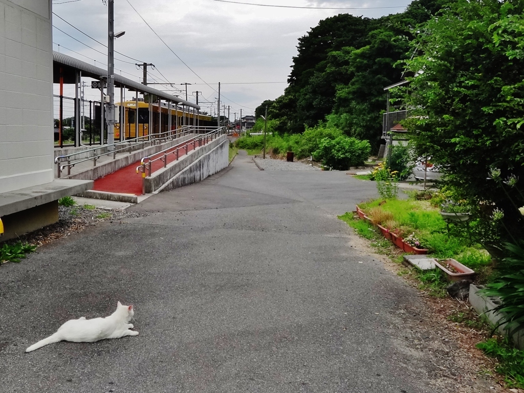 第二千五百五十三作　「追憶は　後ろすがたの　白猫として」　山口県宇部