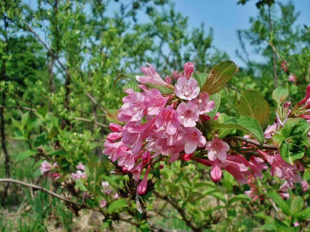 第二千百四十三作　「わけ入つて　宇津木の花の　ひらく頃」　山形県小国