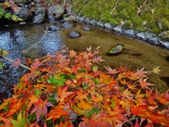 第千六百二十三作　　「冬もみじ　濡れてふたたび　色をなす」　神奈川県広沢寺