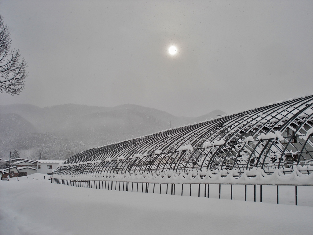 第五百六十作　　「雪間に薄日のだまつてあるく」　長野県白馬