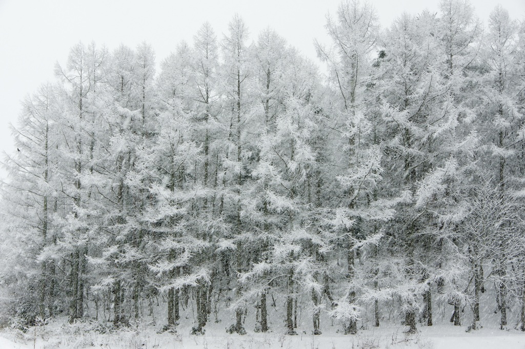 雪