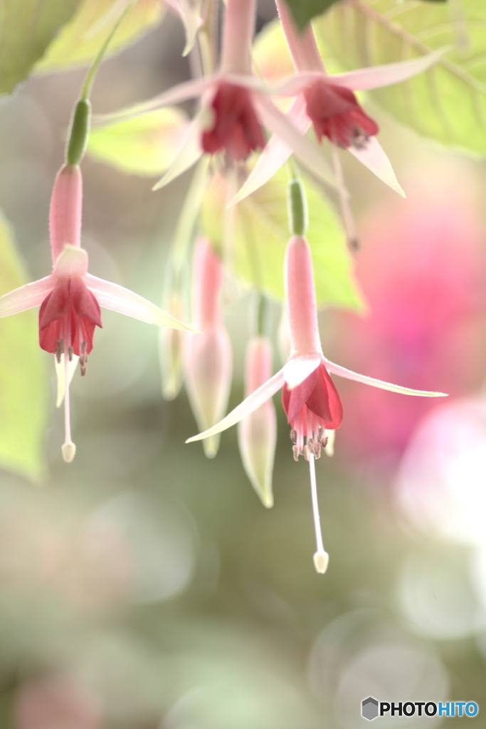 天使のイヤリング