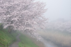 misty morning