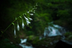 渓の花