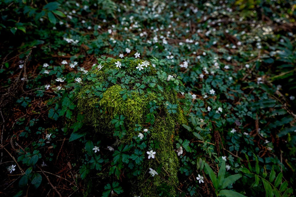 秘密の花園