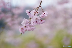 能勢の枝垂れ桜1