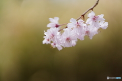 能勢の枝垂れ桜2