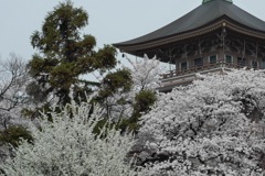 善光寺のさくら その２
