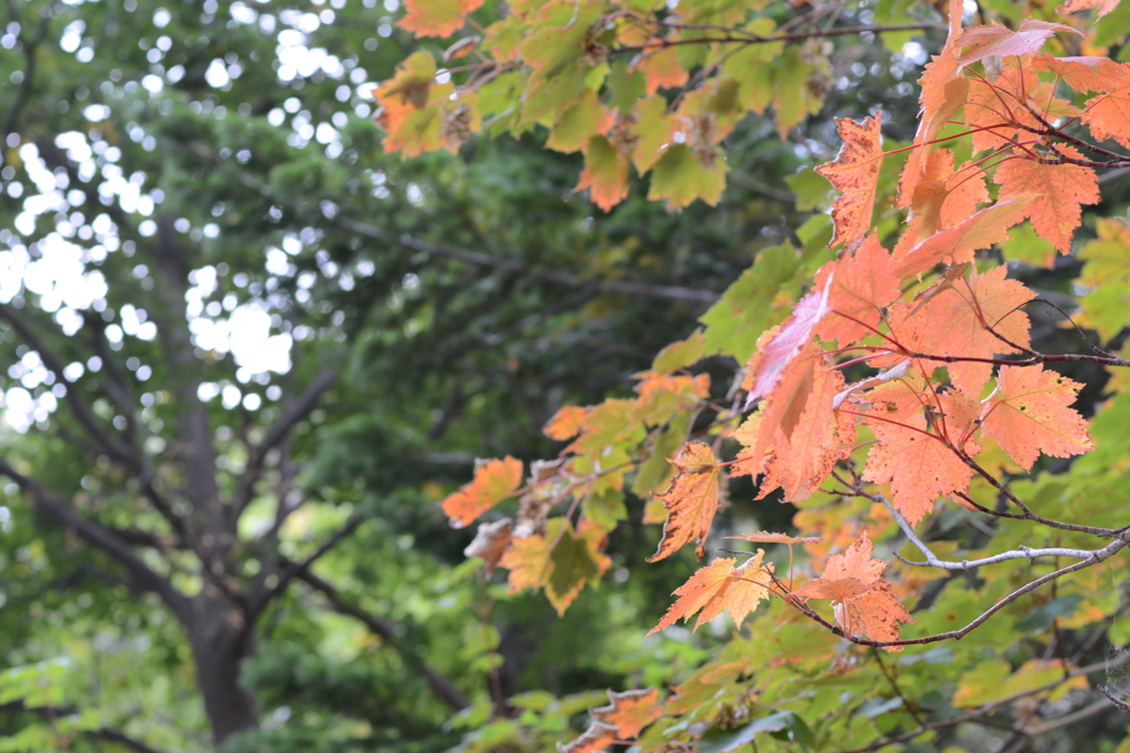 日本一早い紅葉？！