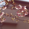 もうすぐ五分咲き