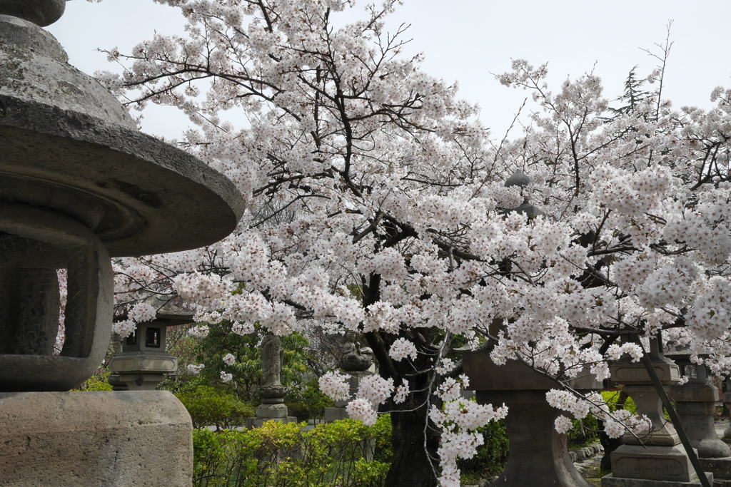 善光寺のさくら その１