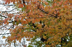 金沢城址公園の紅葉