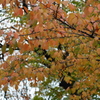 金沢城址公園の紅葉