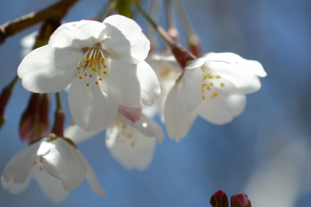 桜咲いたよ その1
