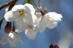 桜咲いたよ その1