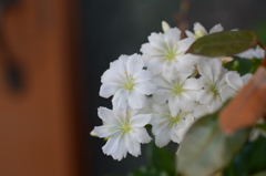 なんのお花？