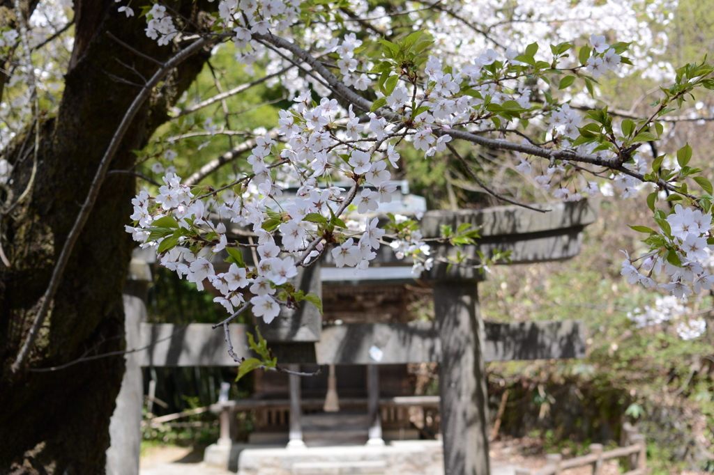 桜と鳥居