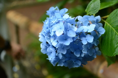 小雨と紫陽花