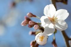 桜咲いたよ その3