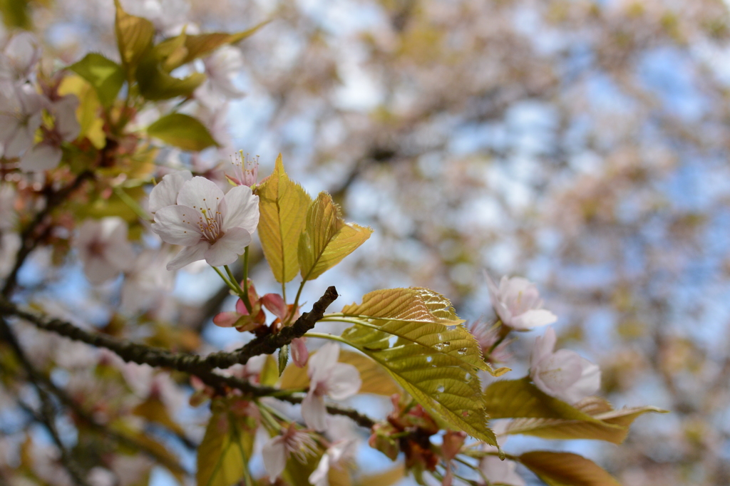 会津の桜