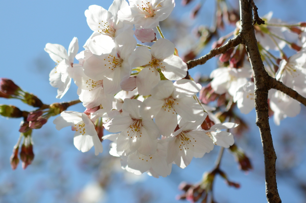桜咲いたよ その2