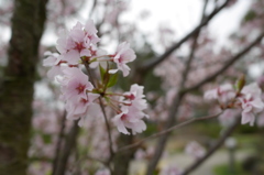 善光寺のさくら その３