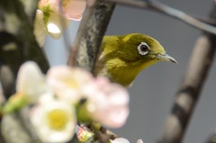 ひょいっ
