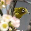 ひょいっ