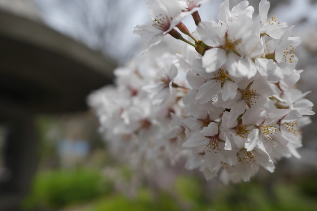 善光寺のさくら その５