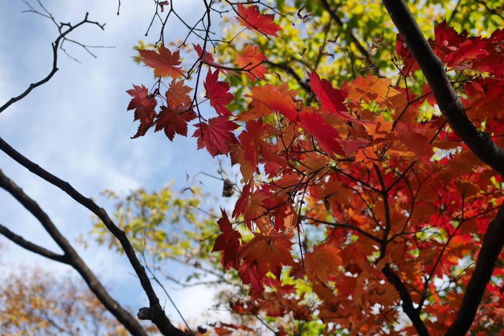 紅葉谷の色