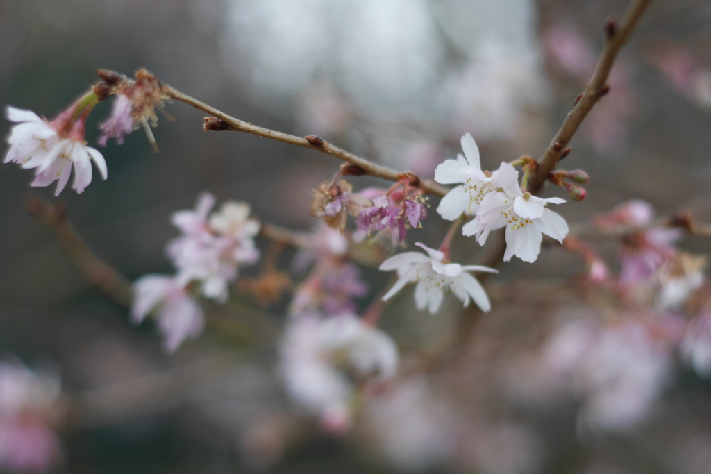 ものさみしいげな寒桜