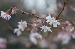 ものさみしいげな寒桜