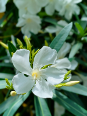 美しい花には…