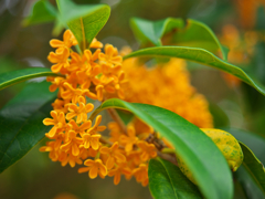 子どもの頃から親しみがある花