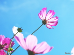 天空のコスモス Ⅱ