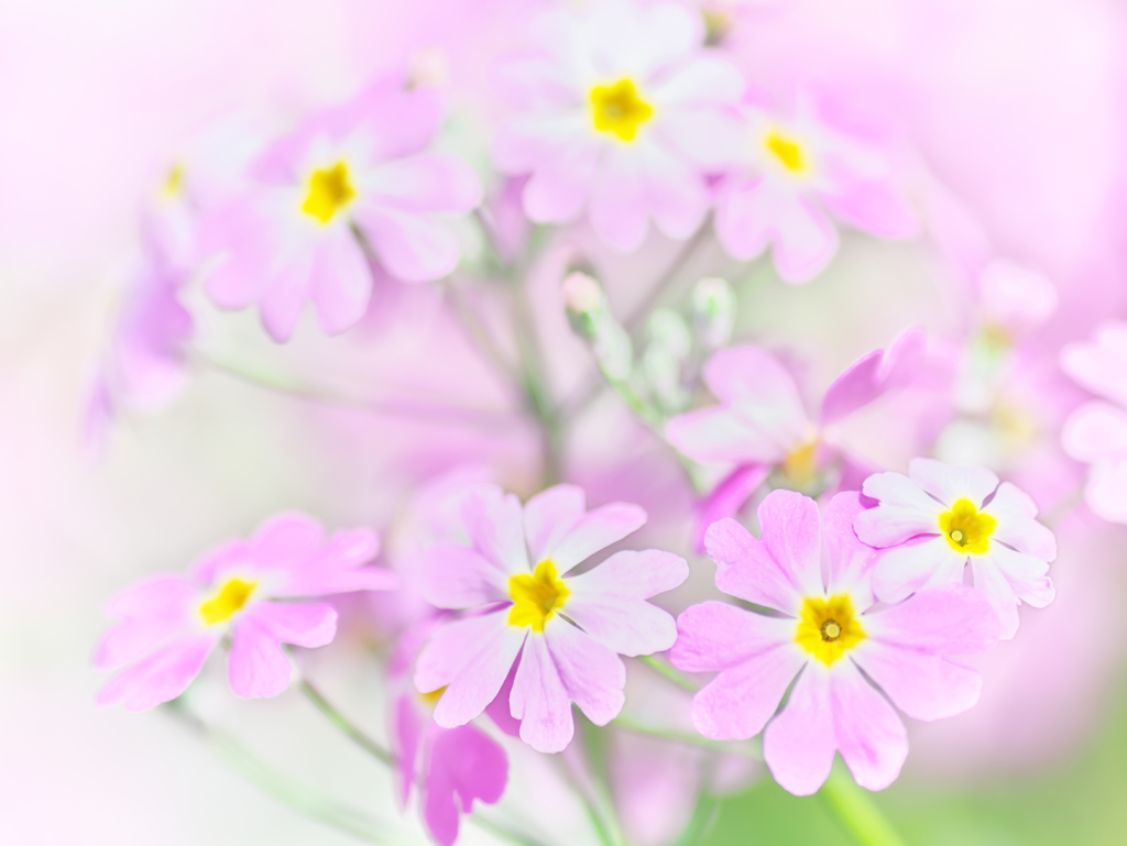 花撮り散歩 Ⅳ