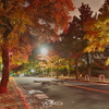 紅葉の並木道