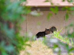 団地猫さん