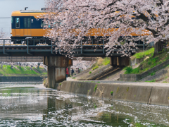 いつかの千本桜