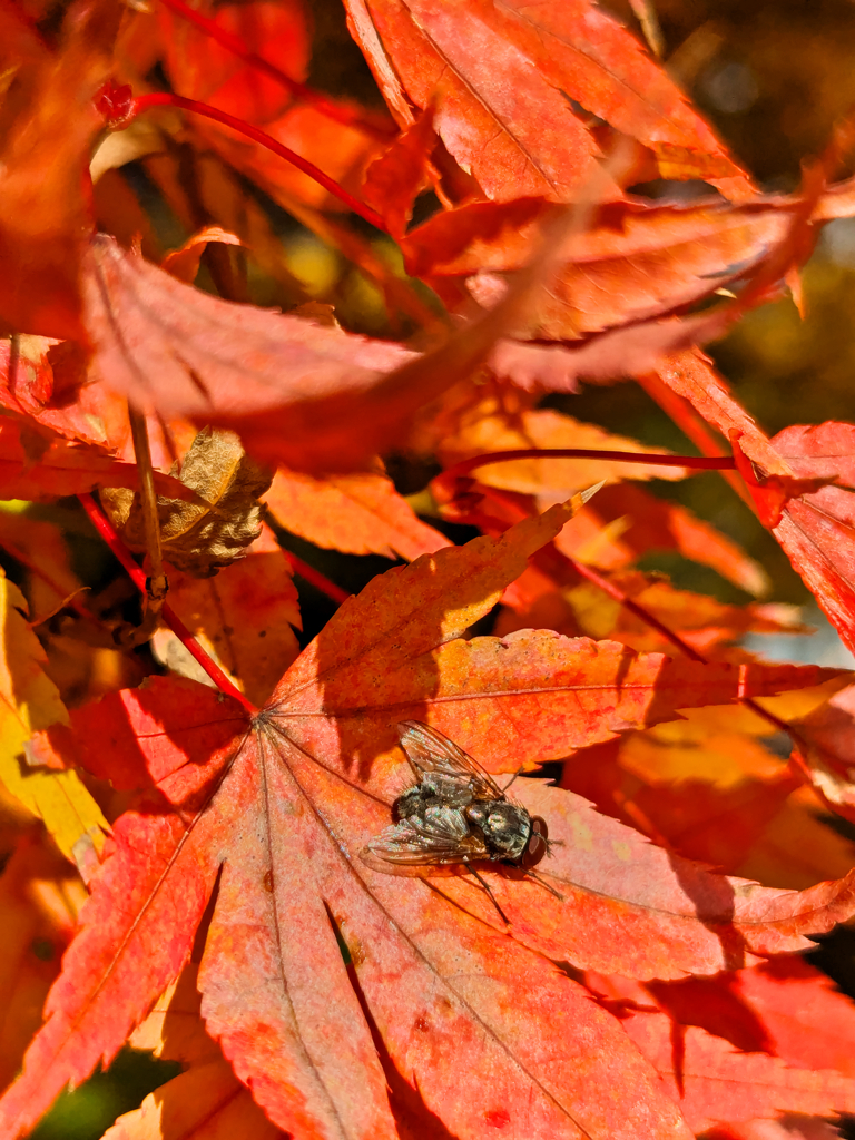 ボクだって紅葉狩り