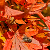 ボクだって紅葉狩り
