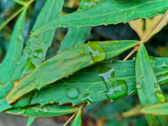 雨模様