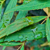 雨模様
