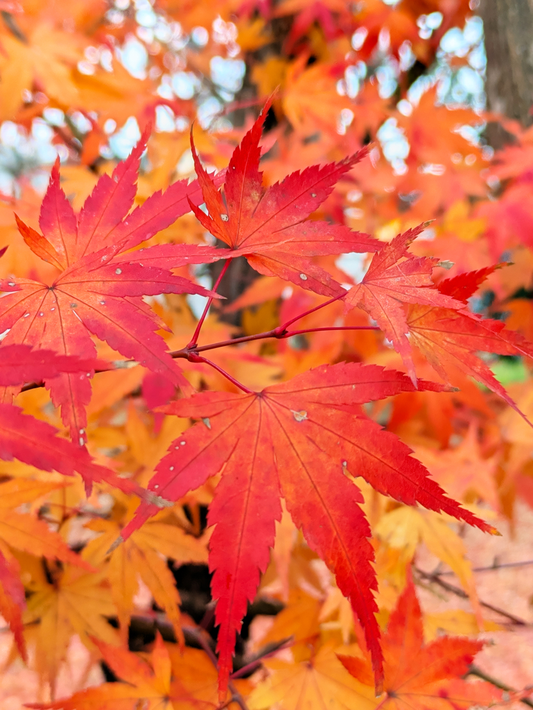 晩秋の散歩道 Ⅳ