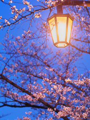 夜桜お七