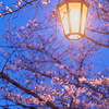 夜桜お七