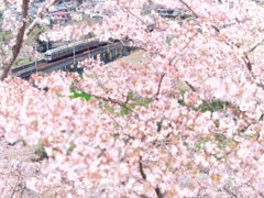 花咲く丘の上から