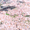 花咲く丘の上から