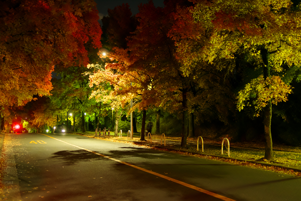 夜の並木道